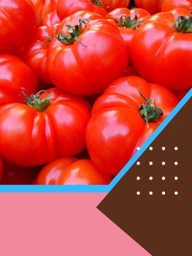 टमाटर में लगी आग जानें आज का मंडी भाव